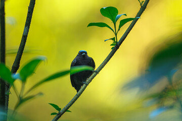 The velvety manakin (Lepidothrix velutina) is a species of bird in the family Pipridae. It is found from Costa Rica to Ecuador. Its natural habitat is subtropical or tropical moist lowland forest.