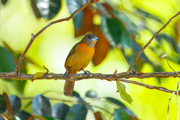 The Scarlet-rumped tanager, Ramphocelus passerinii The bird is perched on the branch at the beautiful flower in the rain forest America Costa Rica Wildlife nature scene. green background 