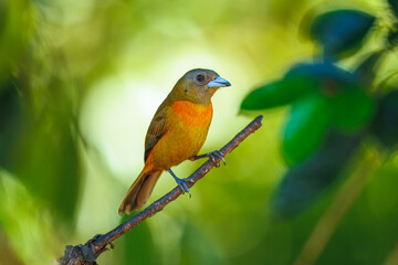 The Scarlet-rumped tanager, Ramphocelus passerinii The bird is perched on the branch at the beautiful flower in the rain forest America Costa Rica Wildlife nature scene. green background 