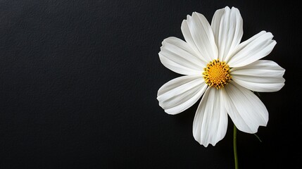 Obraz premium A white flower centered on a black background, its petals radiating a golden hue at its heart