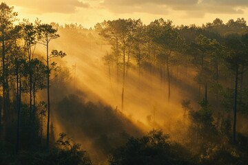 Fototapeta premium Sunbeams Illuminating a Foggy Forest at Sunrise
