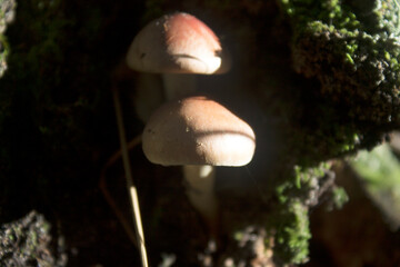 mushroom int he forest