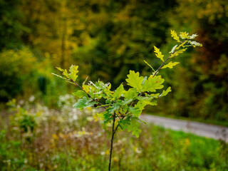 Wiederaufforstung im Mischwald im Herbst