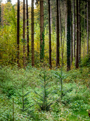 Wiederaufforstung im Mischwald im Herbst