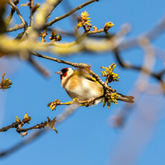 European Goldfinch (Carduelis carduelis), commonly found in woodlands and gardens across Europe