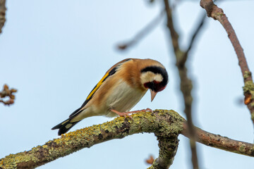 European Goldfinch (Carduelis carduelis), commonly found in woodlands and gardens across Europe