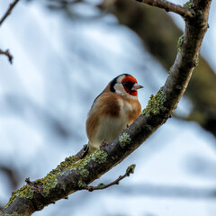 European Goldfinch (Carduelis carduelis), commonly found in woodlands and gardens across Europe