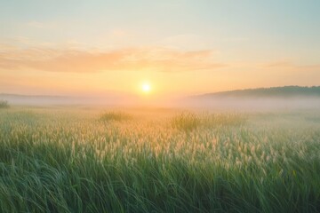 Sunrise Over a Foggy Field of Tall Grass
