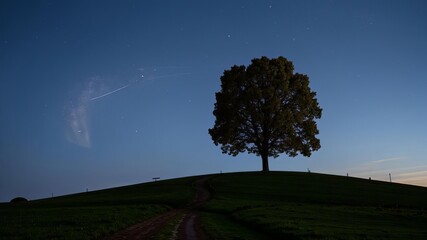 A lonely tree on a hill.