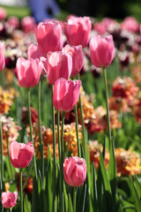 Obraz premium A Beautiful Display Of Vibrant Pink Tulips In Full Bloom Amidst A Colorful Garden In Spring. The Scene Evokes Feelings Of Freshness, Beauty, And The Renewal Of Nature..
