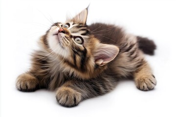 A cute Maine Coon kitten isolated on a white background, gazing upwards with curiosity.