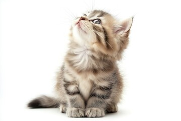A fluffy Maine Coon kitten sitting and looking up against a white background.