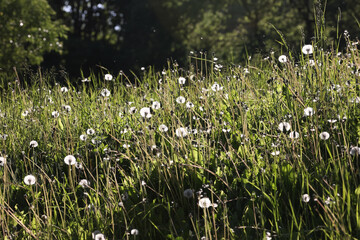 Obraz premium A Serene View Of A Sunlit Field Filled With Dandelions Under A Clear Sky, Capturing The Calm Essence Of Nature...
