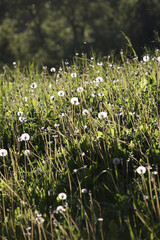 Obraz premium A Peaceful Meadow Filled With Blooming Dandelions, Bathed In Sunlight. The Green Foliage And White Flowers Create A Tranquil And Natural Scene Perfect For Relaxation And Nature Themes...