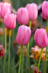 Fototapeta premium Close-Up Of Vibrant Pink Tulips Blooming In A Lush Spring Garden. The Flowers Evoke Feelings Of Freshness And Renewal, Symbolizing Beauty And Elegance In Nature...