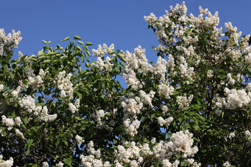 A Scenic View Of Lush Lilac Flowers In Full Bloom, Capturing The Essence Of Spring Under A Bright Blue Sky. Perfect For Themes Of Nature, Renewal, And Tranquility...