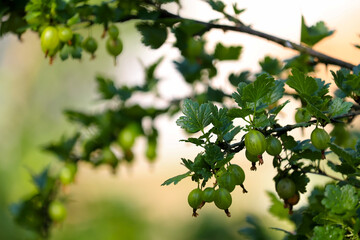 Vibrant Green Gooseberries Hang From A Lush Branch, Basking In Sunlight. This Close-Up Image Captures The Natural Beauty And Freshness Of The Plants In A Garden Setting...