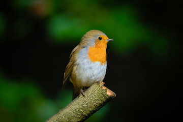 Fototapeta premium European robin. Bird on a branch. Blurred background. Animals in wild nature. Photo for wallpaper or background.