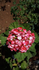 Gerânios vermelhos no jardim.