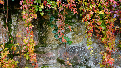 Vibrant Autumn Leaves Cascading Down an Ancient Stone Wall in a Serene Garden