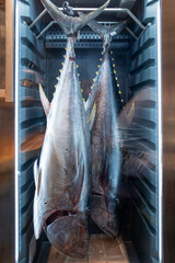 Two large tuna fish hanging in a refrigerated display