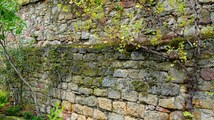 Ancient Stone Wall Covered With Moss and Vines in a Serene Garden Setting