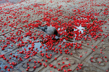Pigeon drinking from a puddle surrounded by red flower petals on a patterned sidewalk