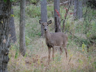 White Tailed Deer Losing Homes in Growing Suburbs