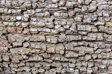 bark of very old pear tree gives a harmonic structured nature background