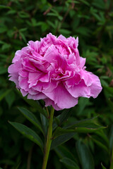 Closeup of flower of pink Peony (Unknown Variety) in a garden in early summer
