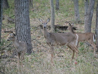 White Tailed Deer Losing Homes in Growing Suburbs