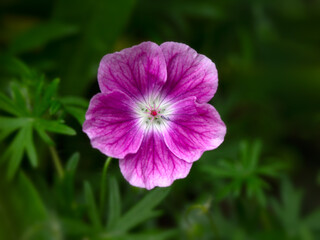 Fototapeta premium Closeup of a single flower of Geranium 'Elke' in a garden in early summer