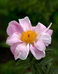 Closeup of single flower of Peony (Paeonia lactiflora 'Seashell') in a garden in early summer
