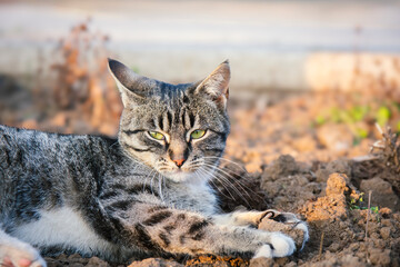 Grey street cat lying on the ground and resting