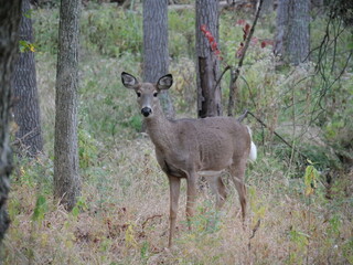 Obraz premium White Tailed Deer Losing Homes in Growing Suburbs