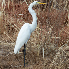 Fototapeta premium Stoic Egret