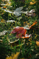  multi-colored maple leaves close-up on a background of green grass in autumn weather with sun rays