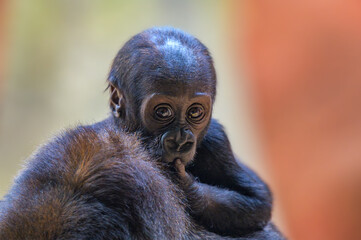 Western lowland gorilla baby riding on the back of its mother. Western lowland gorillas are critically endangered primates native to the dense forests of Central Africa.