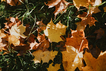 multi-colored maple leaves on a background of green grass in autumn sunny weather