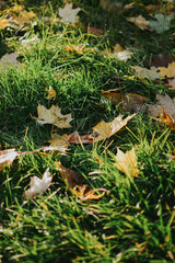 Obraz premium multi-colored maple leaves on a background of green grass in autumn sunny weather