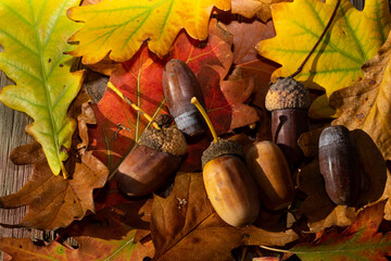 Hojas en oto&ntilde;o y bellotas.