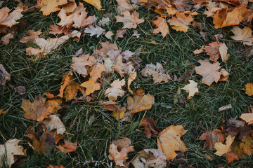 multi-colored maple leaves close-up on a background of green grass in autumn weather 