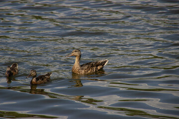 Ducks swimming gracefully in a tranquil and picturesque lake setting surrounded by nature.