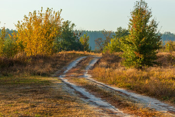 Obraz premium Country road on a sunny autumn day. Empty dirt road in a meadow with yellow dry grass, bushes and trees. Picturesque landscape with an old road from a non-urban area
