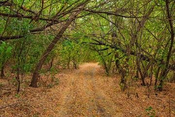 Country road in deciduous forest with fallen trees on autumn day. Non-urban landscape of wooded countryside with fallen yellow leaves