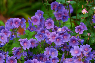 Cranesbill, purple or flowers in environment, botanical bush or park for natural blooming plants in nature. Geranium, blossom or countryside botany in ecosystem or outdoor meadow for floral growth