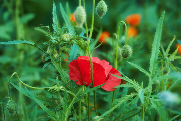 Fototapeta premium Poppy, flower and autumn ecosystem in nature garden with red, petals or blossom for morning growth. Environment, floral bush and botany, bloom and landscape in field for ecology or countryside plant