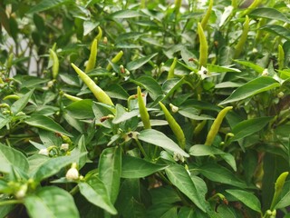 Rotten chili plili plants due to​fruit fly pests, thereby reducing farmere' yields