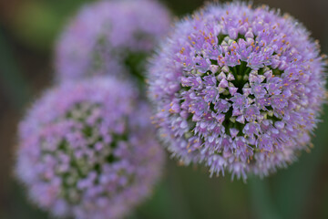 Close-up of blooming purple allium flowers on a sunny day. Concept of natural beauty, gardening, and the delicate details of flora in summer