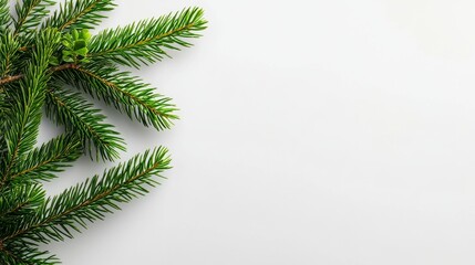 Obraz premium Illustration of an isolated background with a spruce branch. Realistic Christmas tree illustration for Xmas cards and New Year party posters. Stock.